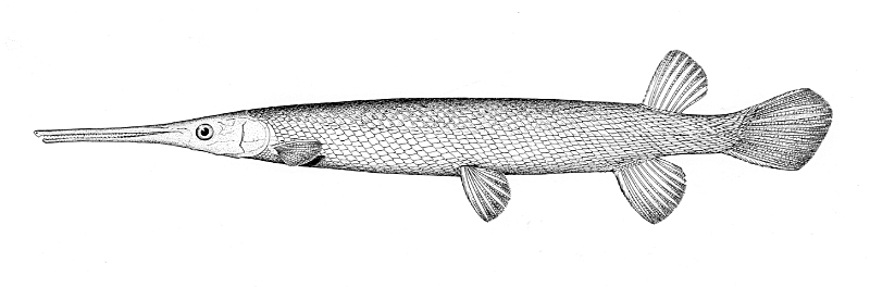 Alligator Gar Fish Coloring Page - Food Ideas